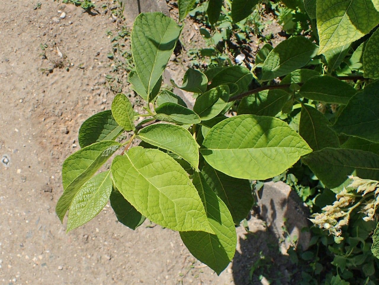 Pterostyrax hispidus 11
