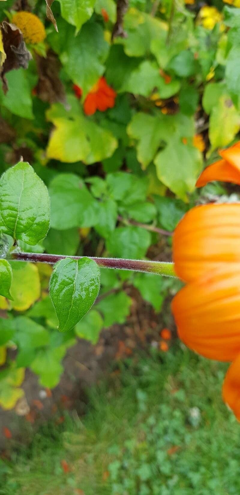Tithonia rotundifolia 23