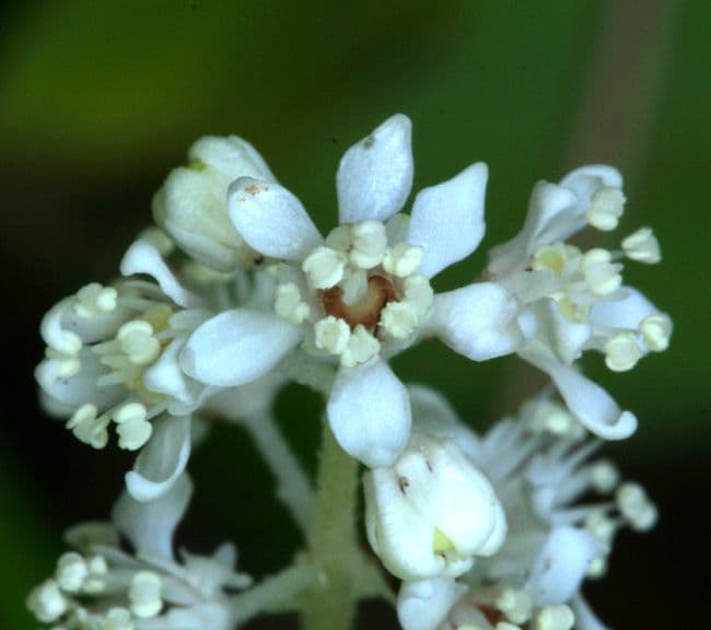 Whipplea modesta 3