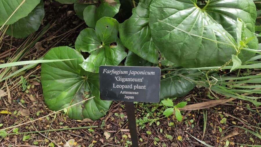 Léopardplant 27