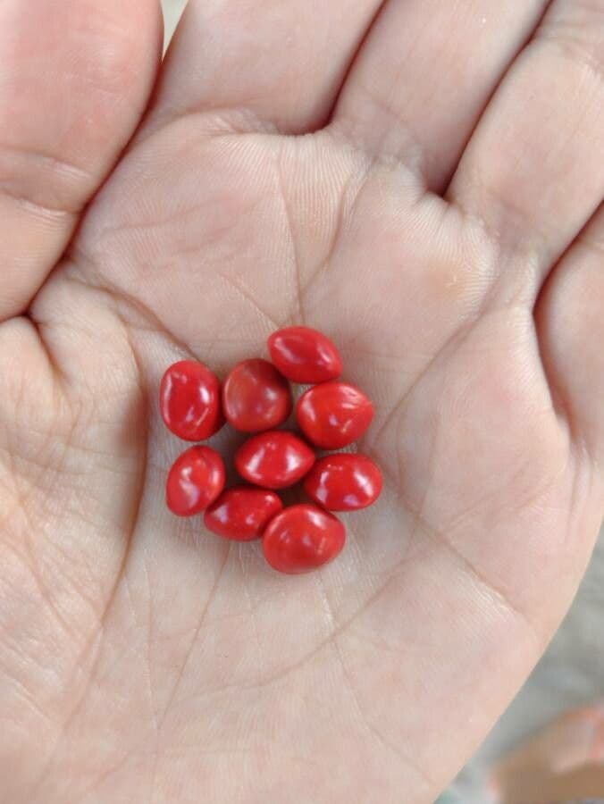 Korallenbaum 23