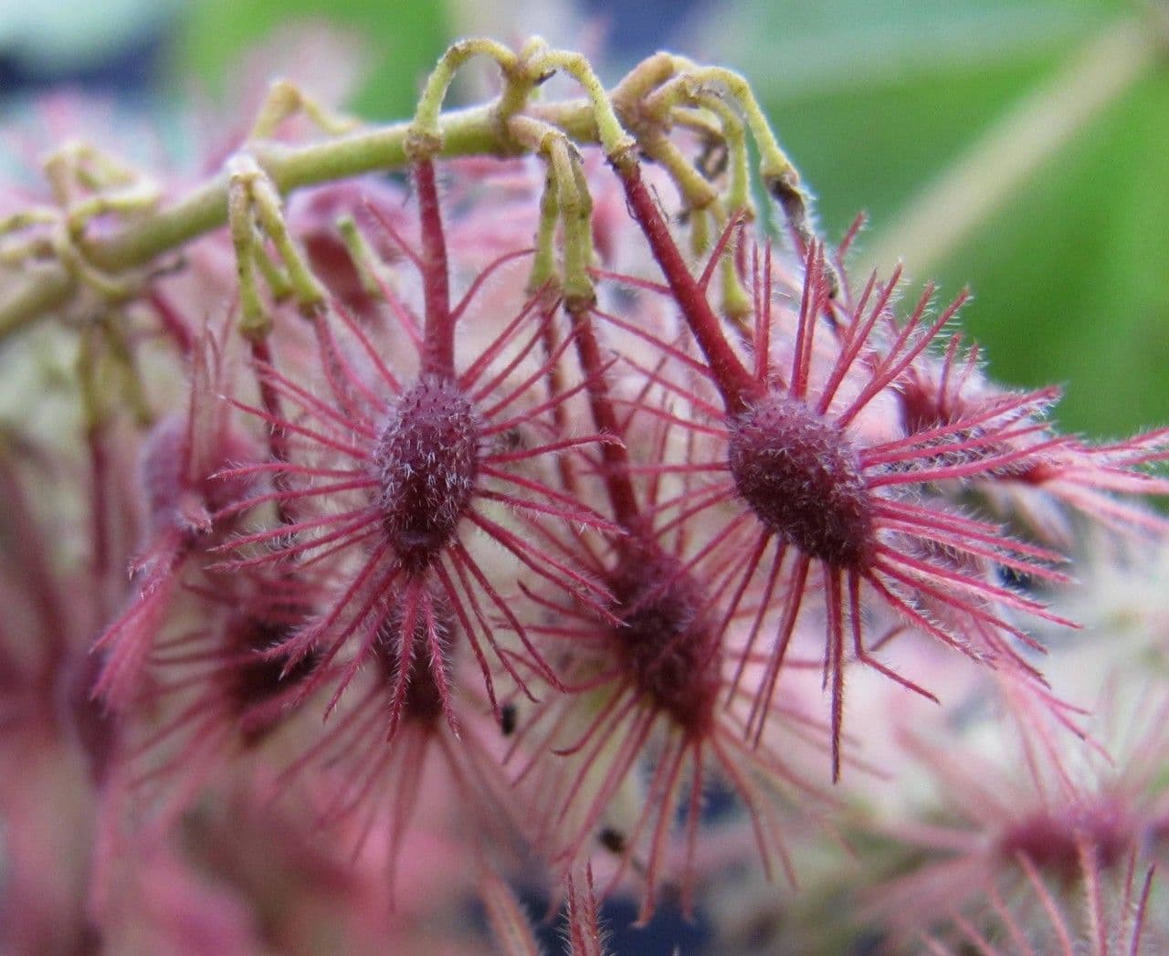 Heliocarpus 3