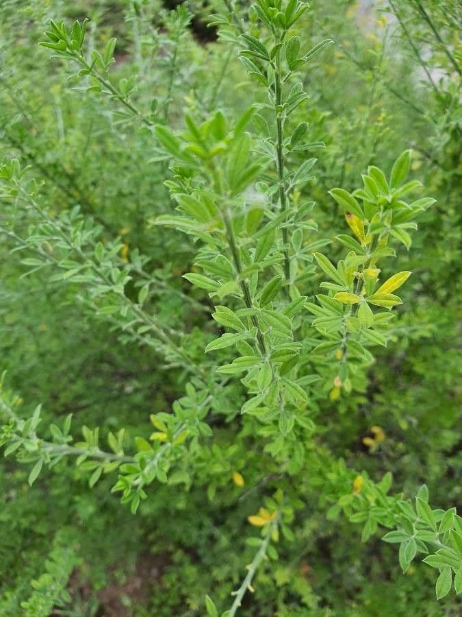 Haar-Ginster 16