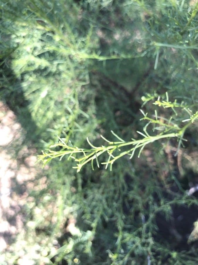 Adenostoma sparsifolium 15