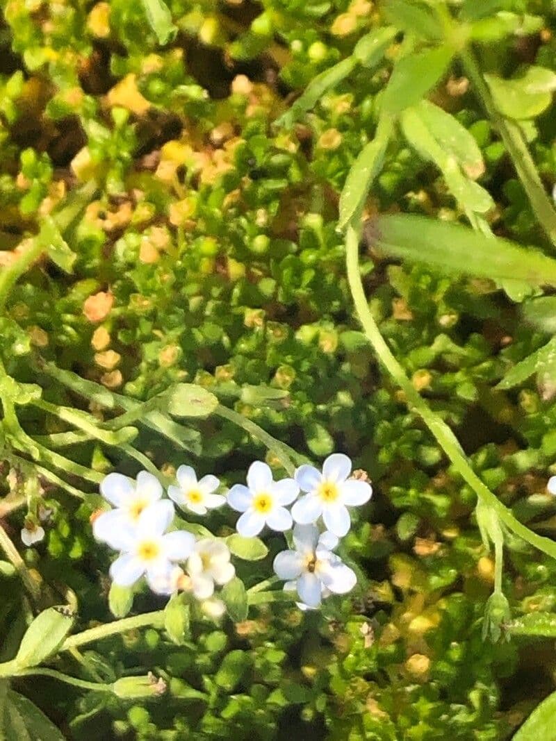 Myosotis 4