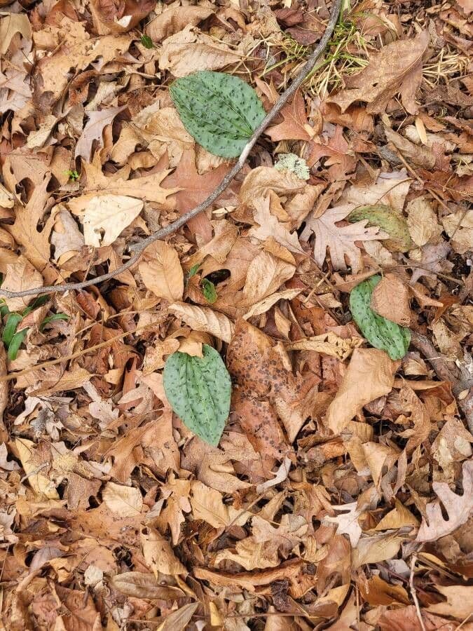 Tipularia discolor 12