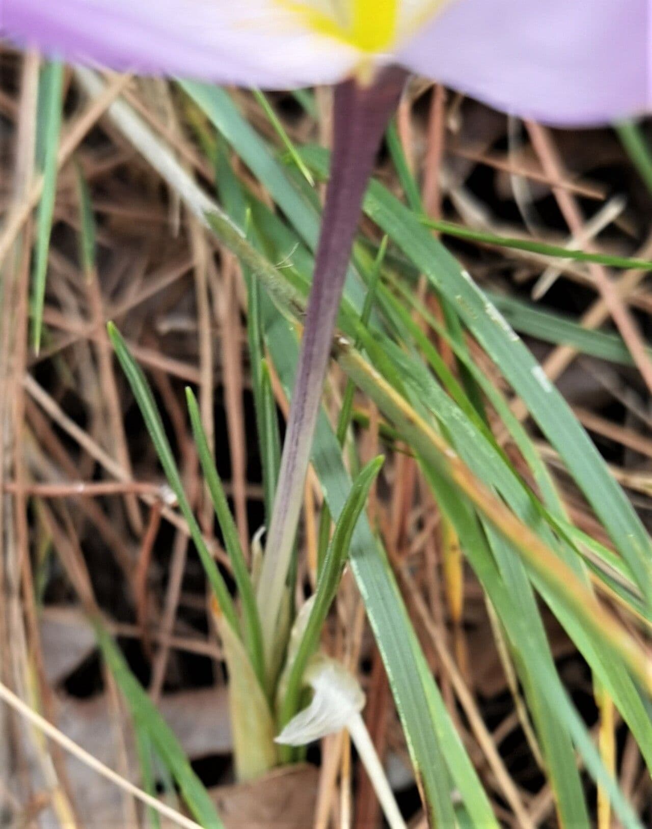 Krokus 13
