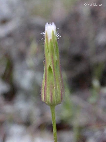 Agoseris annuale 7