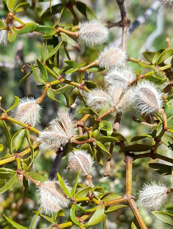 Buisson de créosote
