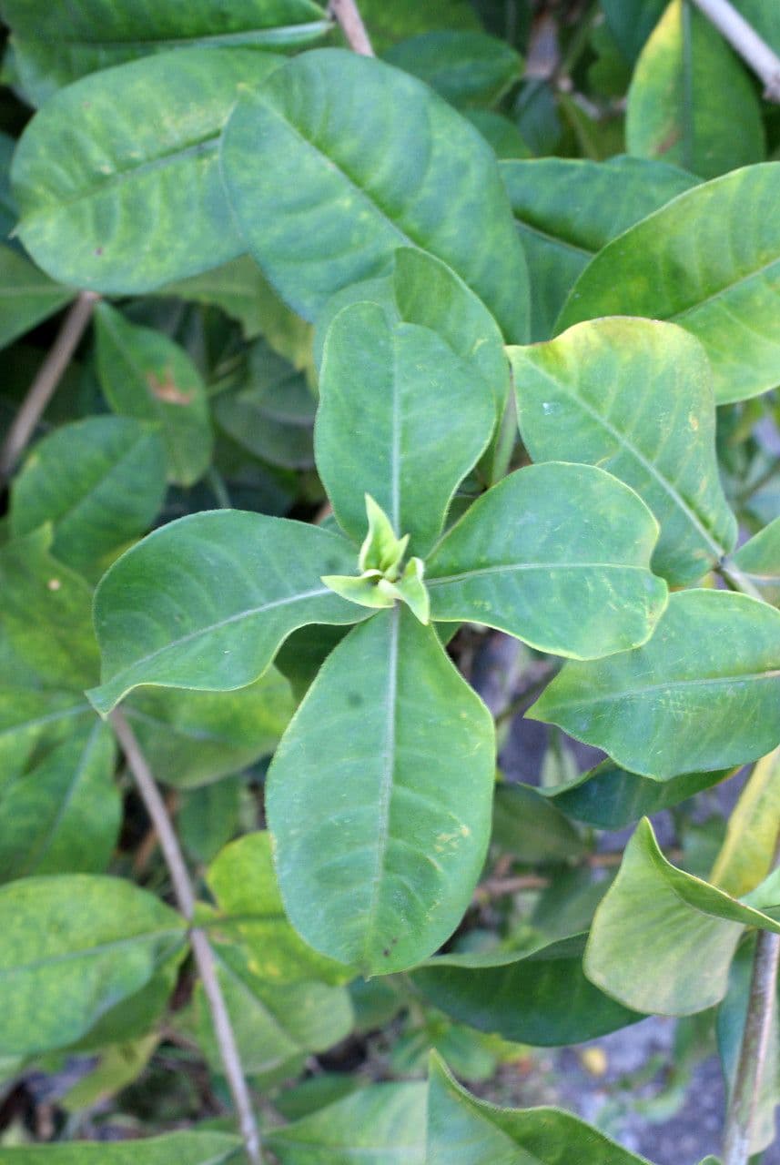 Allamanda viola 17