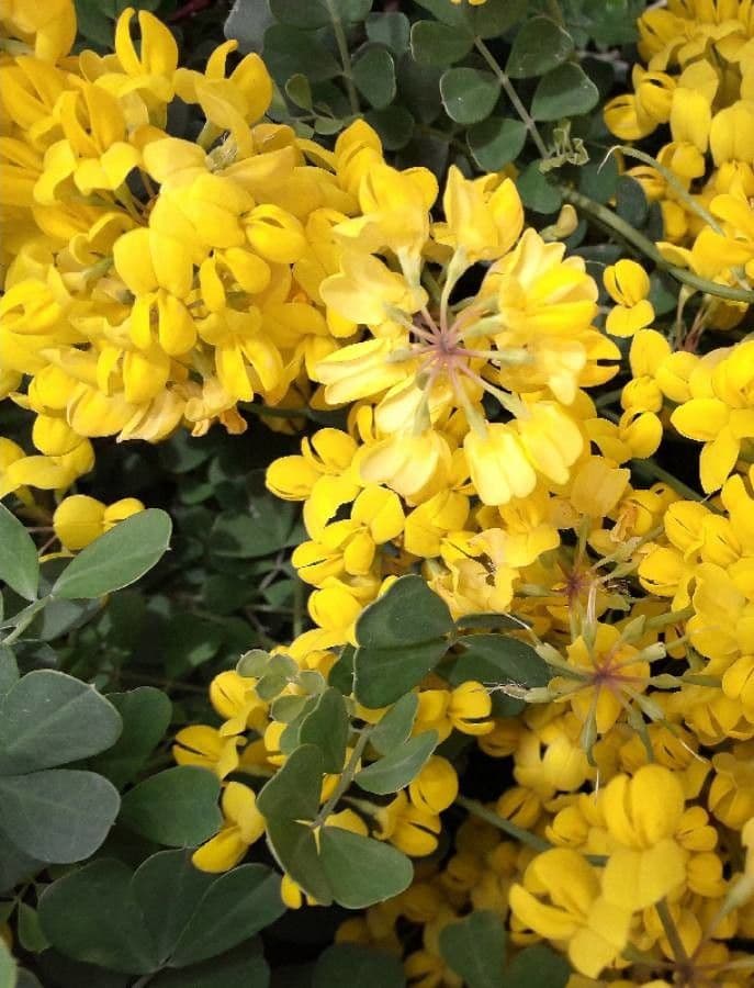 Coronilla valentina 6