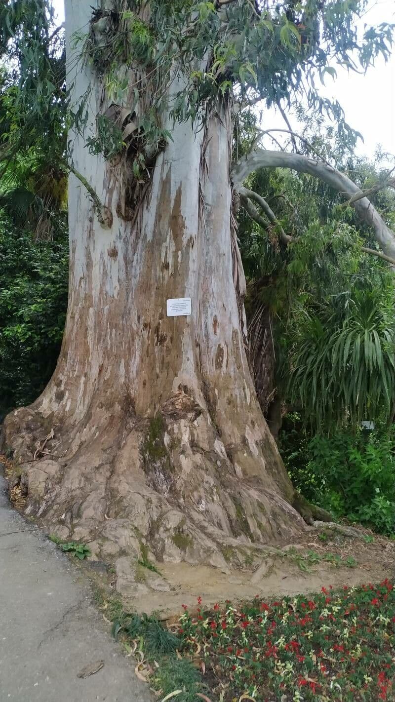 Eucalipto de maná 17