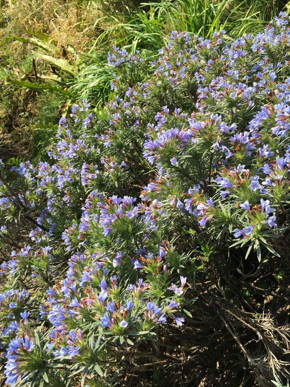 Lithodora 6