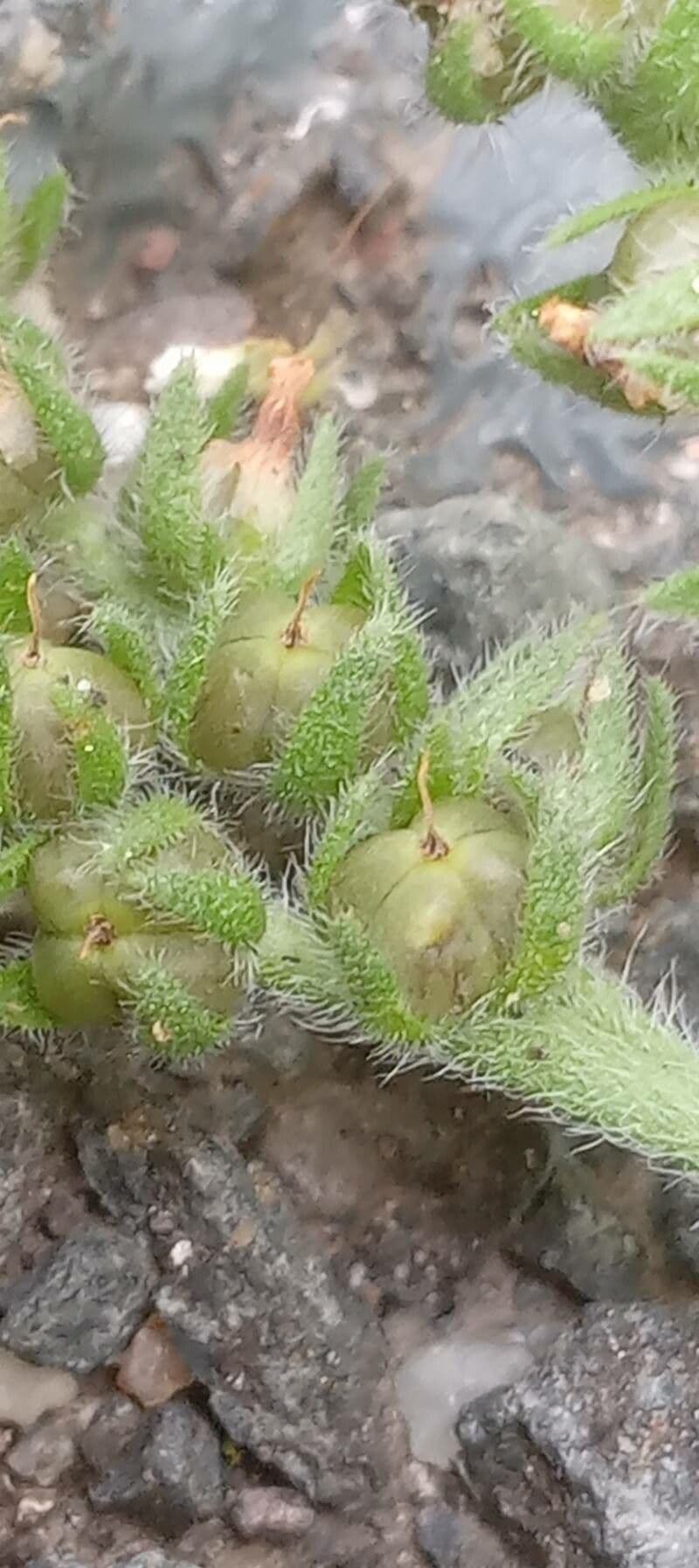 Eliotropio comune 5
