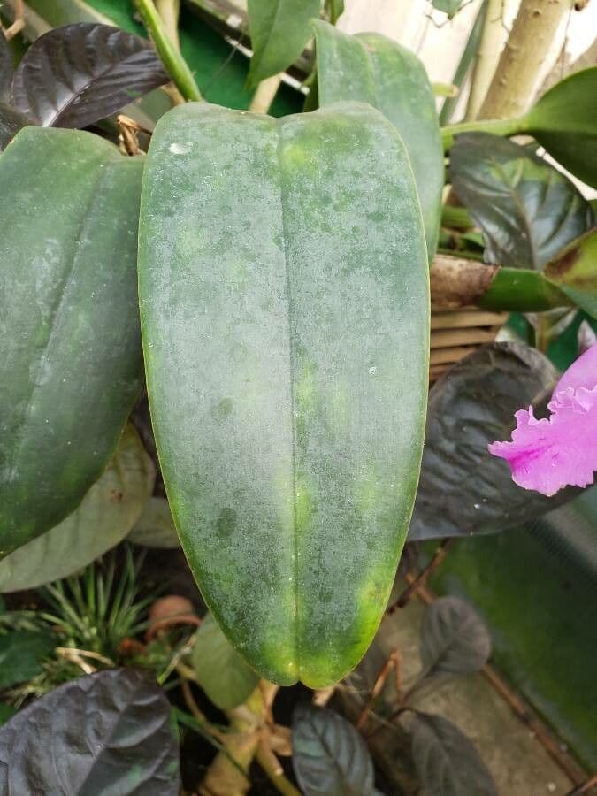 Orchidea di Natale 9