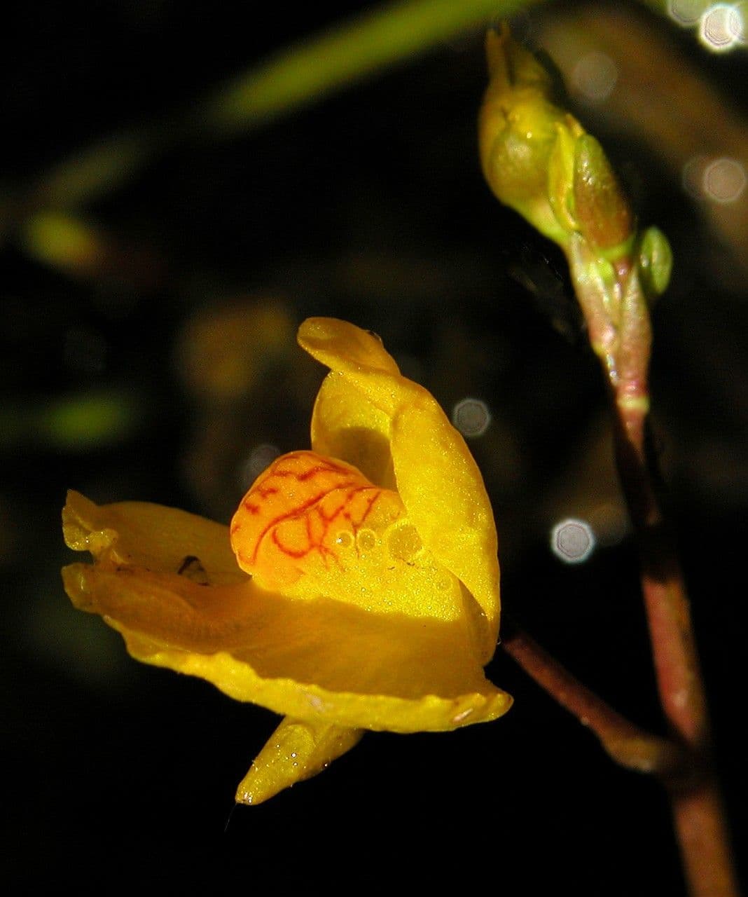 Erba vescica 9