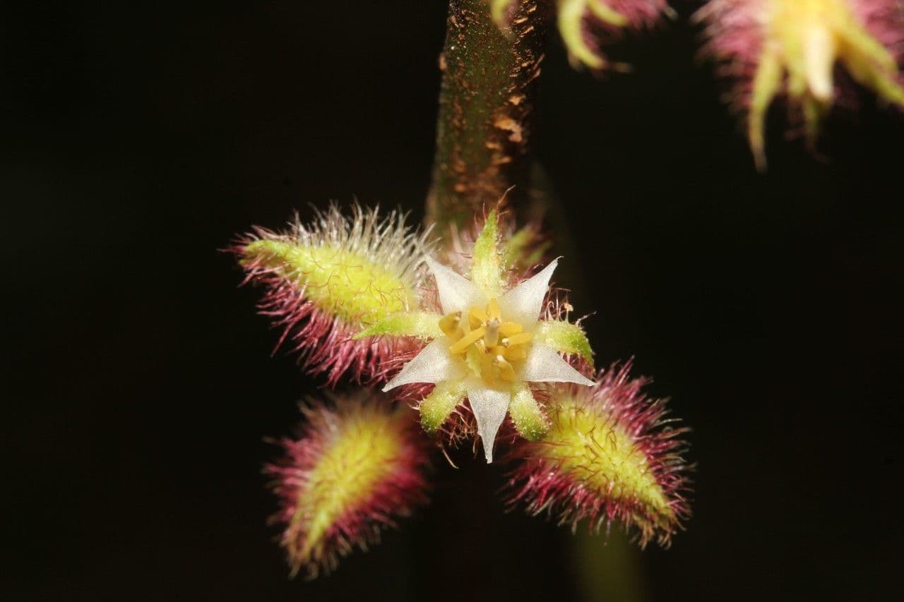 Ossaea 8