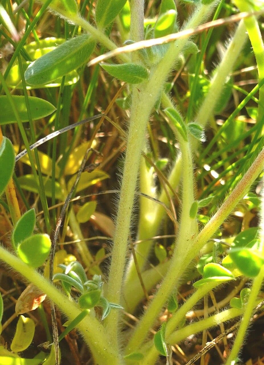 Vulneraria 22