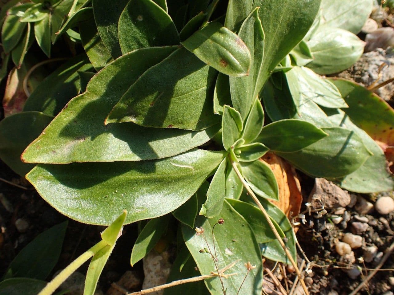 Silene 4
