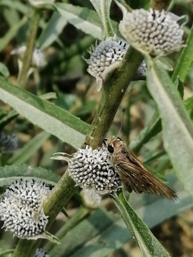 Caesulia 11