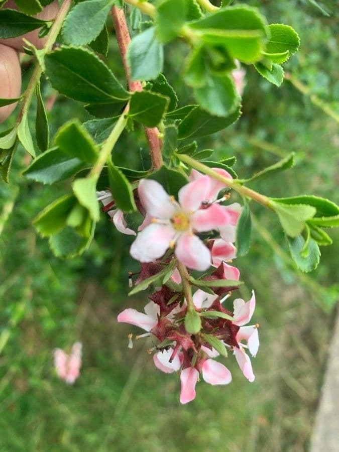 Escallonia 2