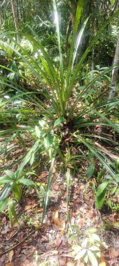 Bromelia 6