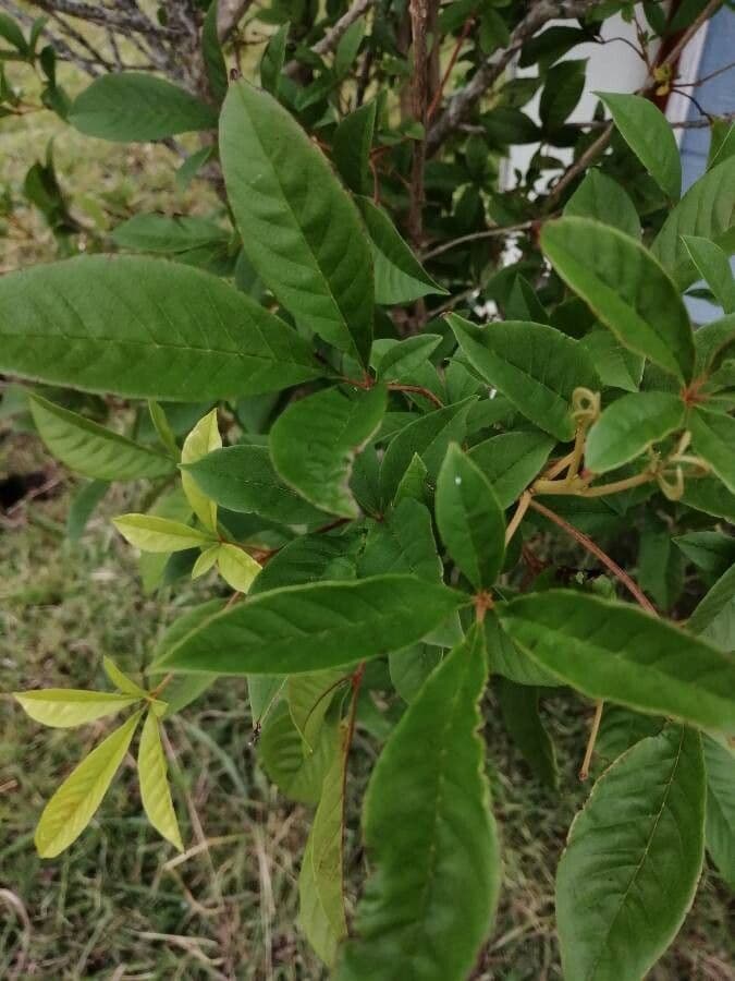 Vitex megapotamica 9