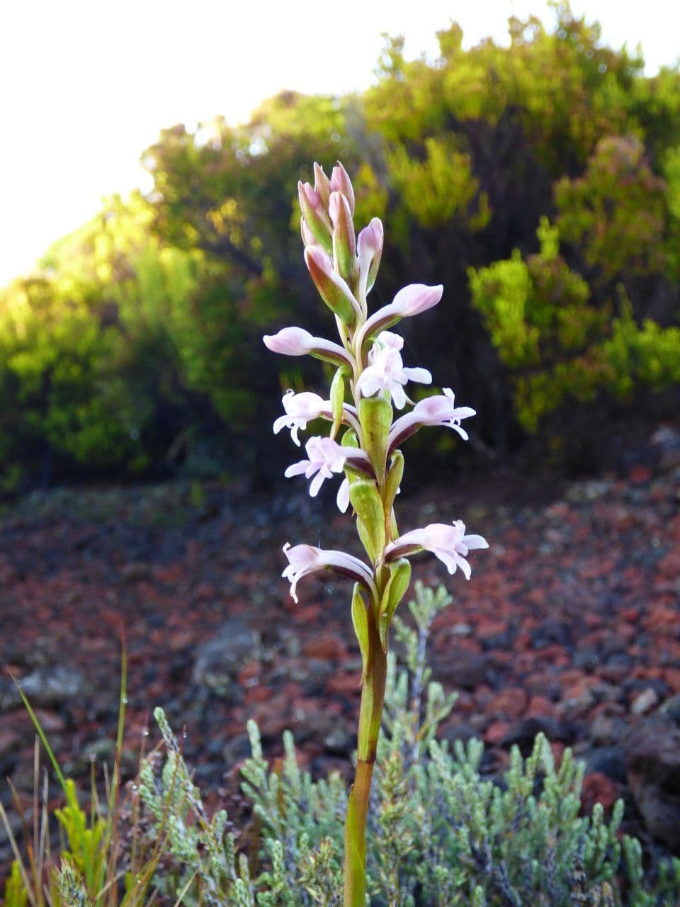 Satyrium 4