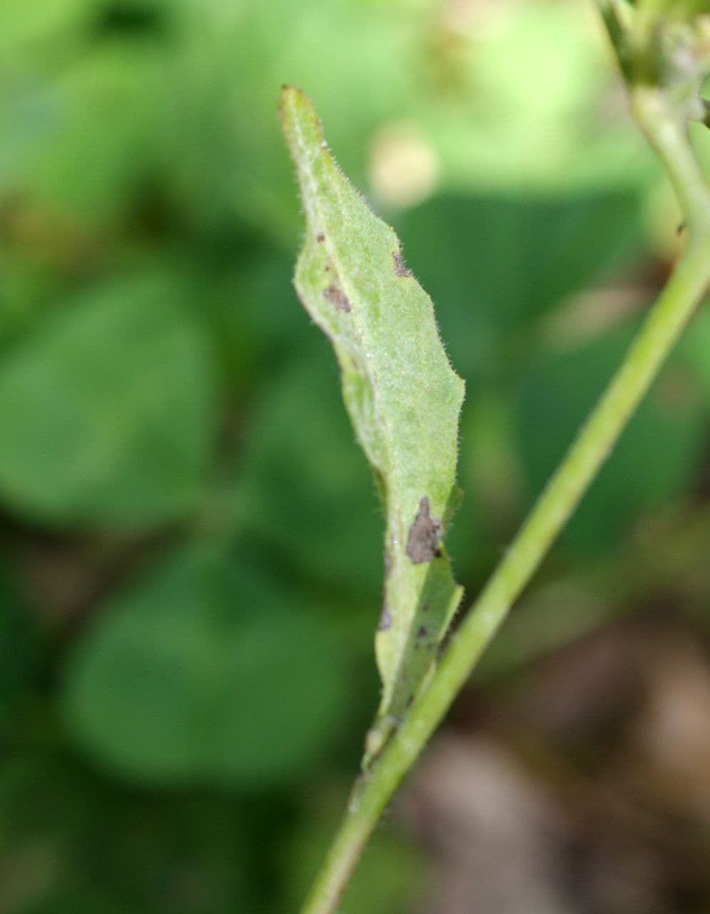 Rhagadiolus 18