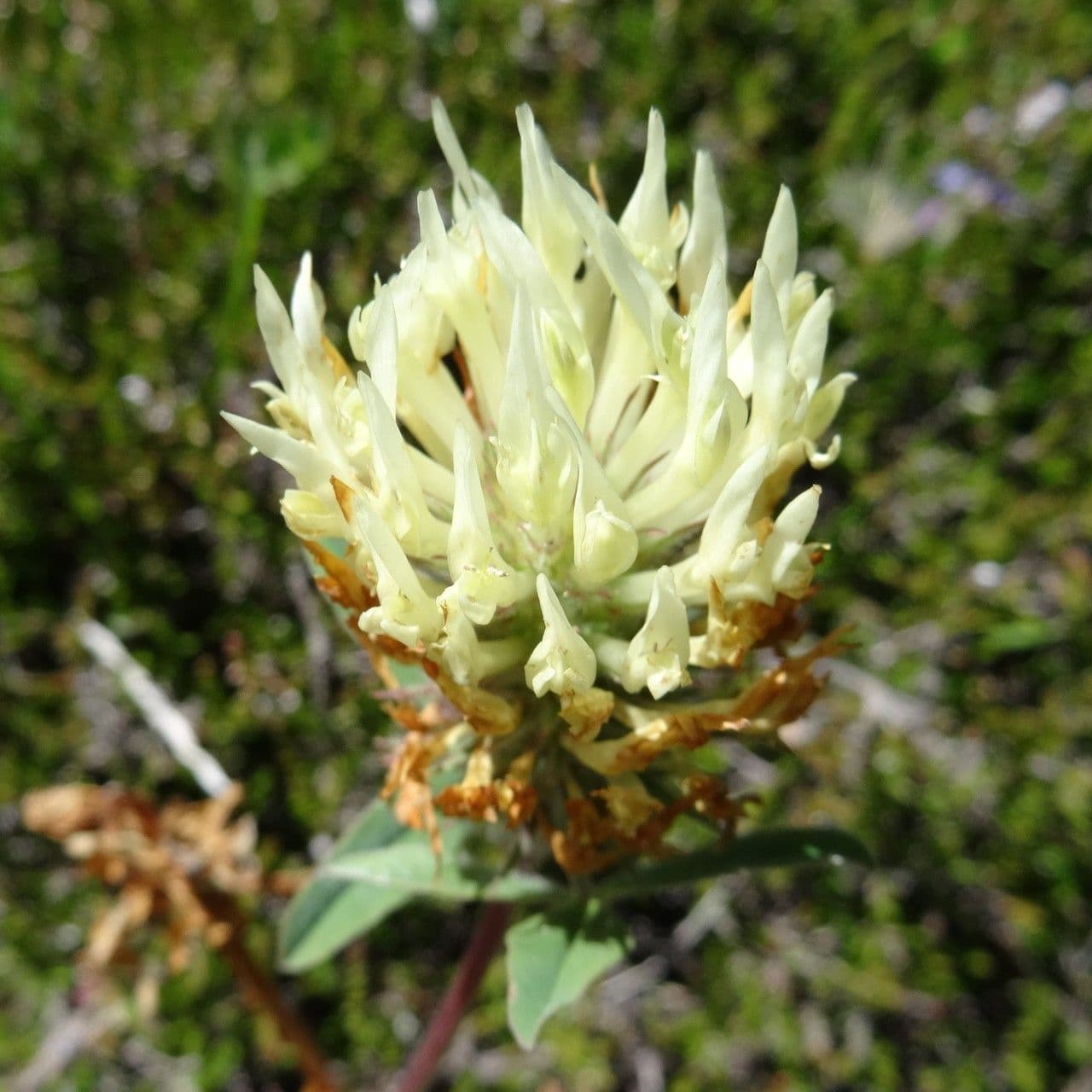 Sulphur clover 5