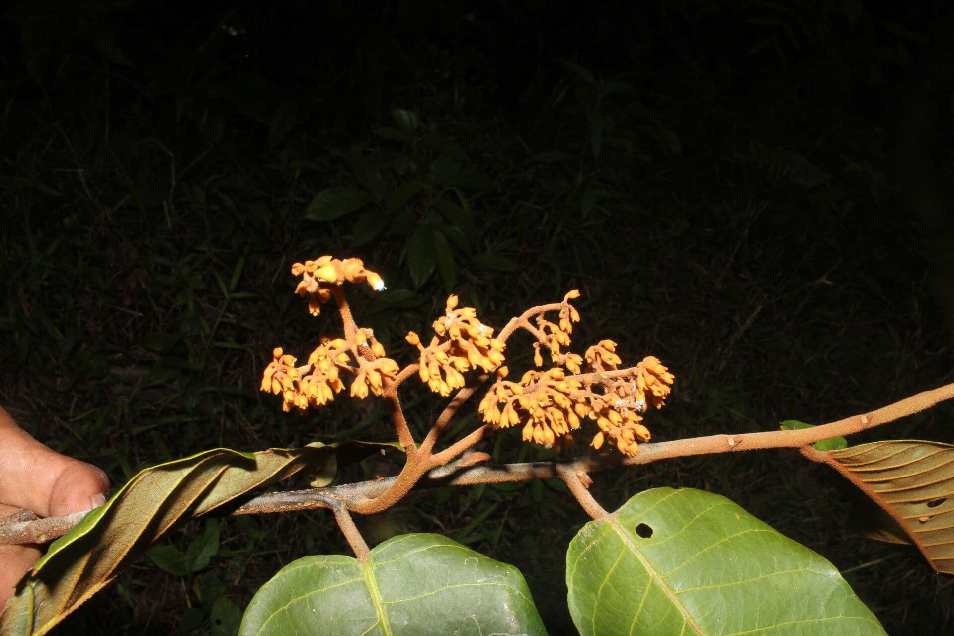 Virola sebifera 7