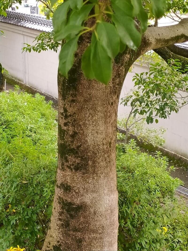 Ilex rotunda 19