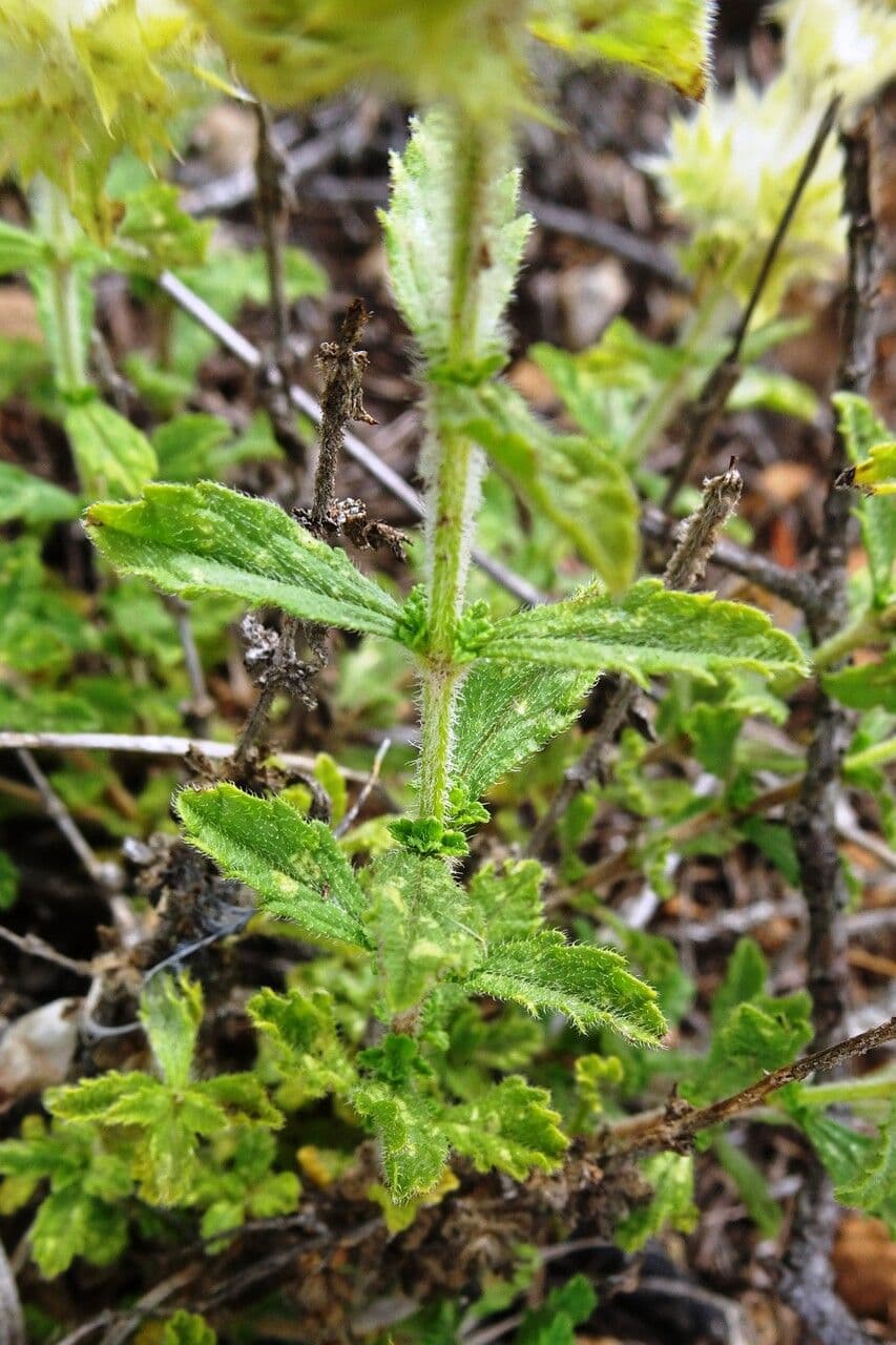 Sideritis hirsuta 20