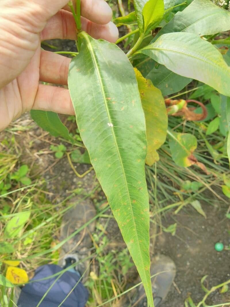 Persicaria 14