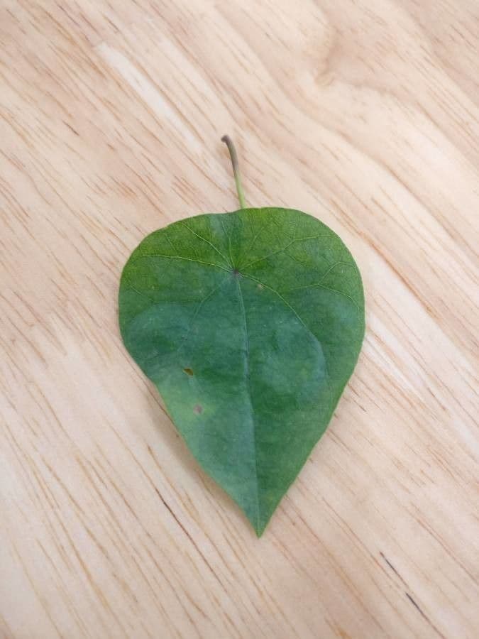 Cissampelos pareira 17