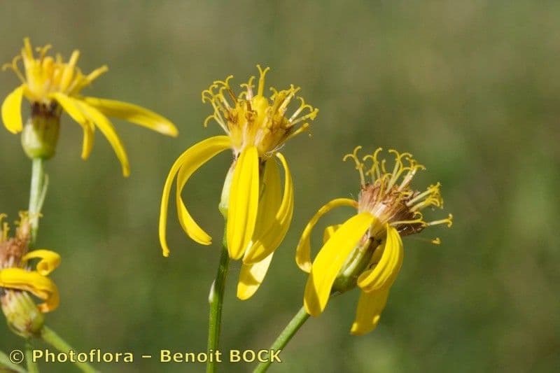 Senecio 20