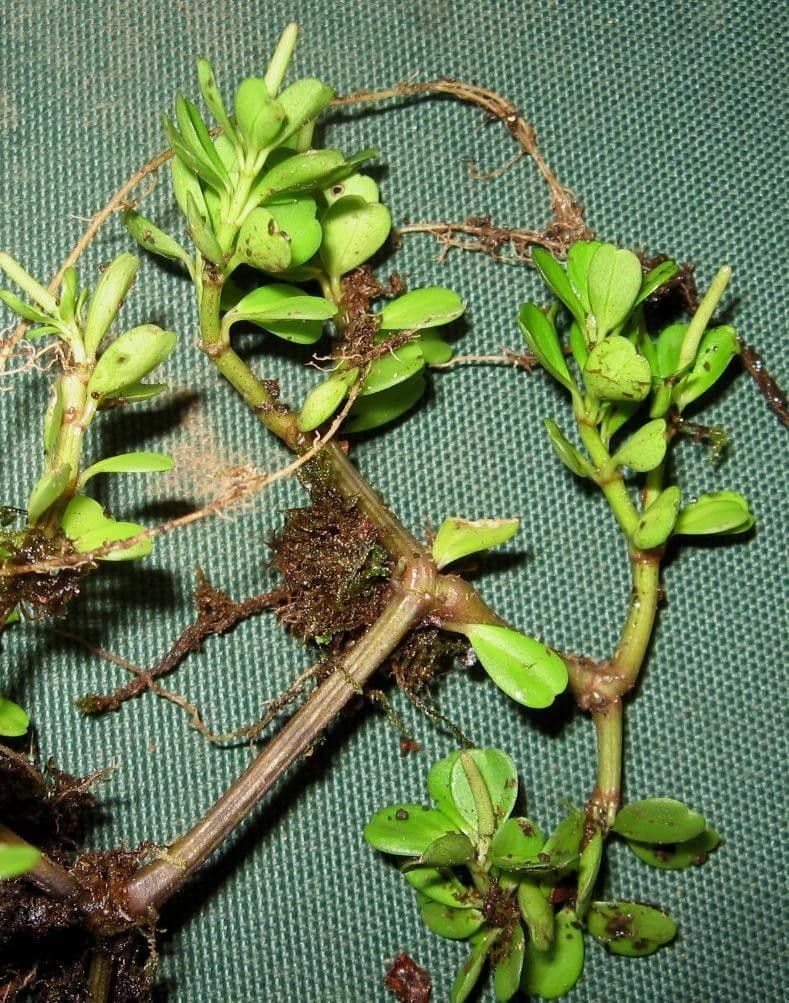 Peperomia štvorlistá 5