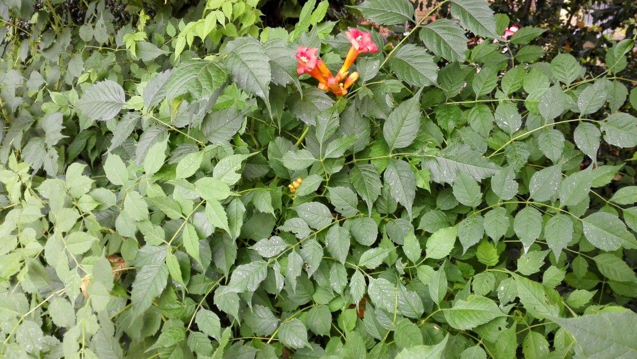 Trompeta de Virginia 14