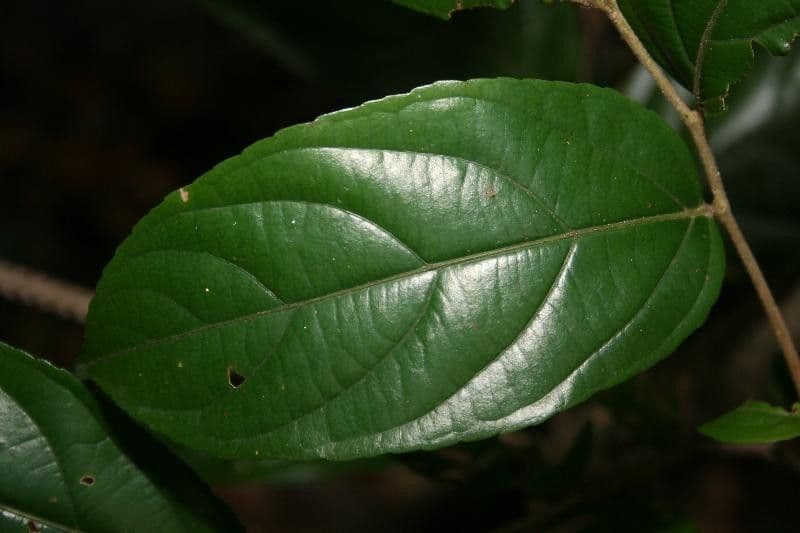 Ampelocera edentula 2