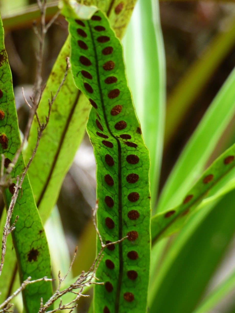 Lepisorus 3