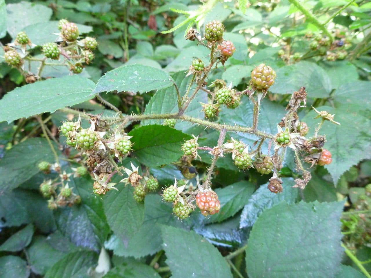 Brombeere 2