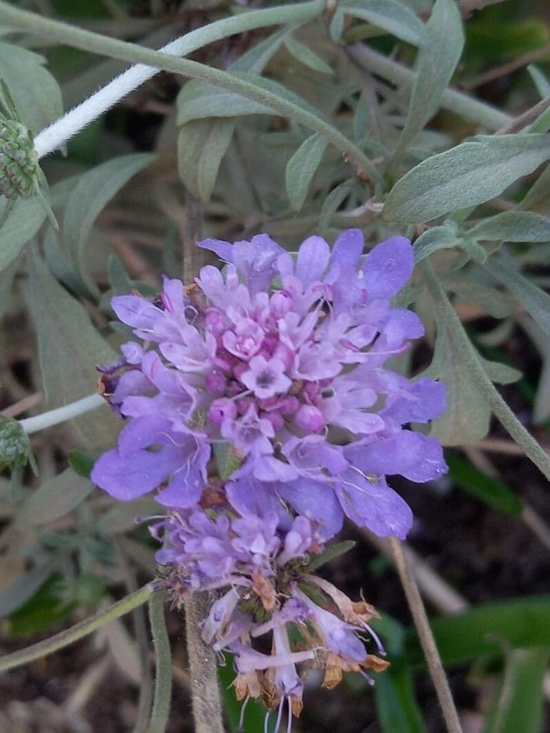 Scabiosa vellutata