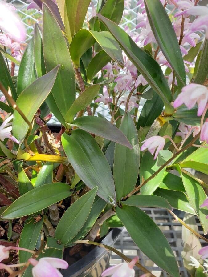 Dendrobium 7