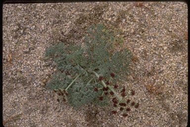 Lomatium mohavensis 10