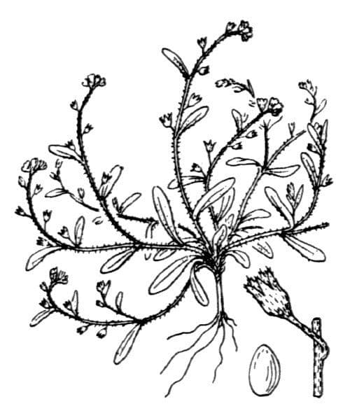 Miosotide piccola 15