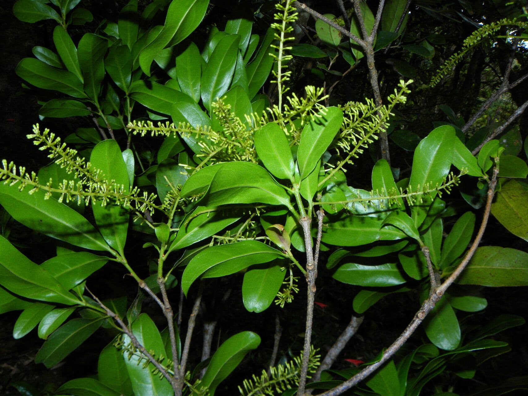 Panopsis costaricense 5