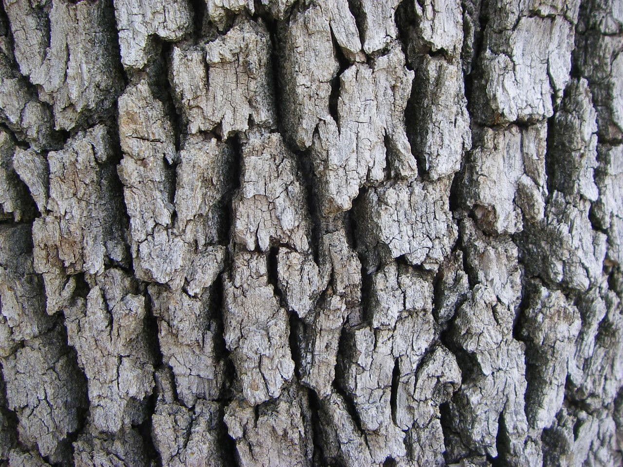 Mexikanische Blau-Eiche 9