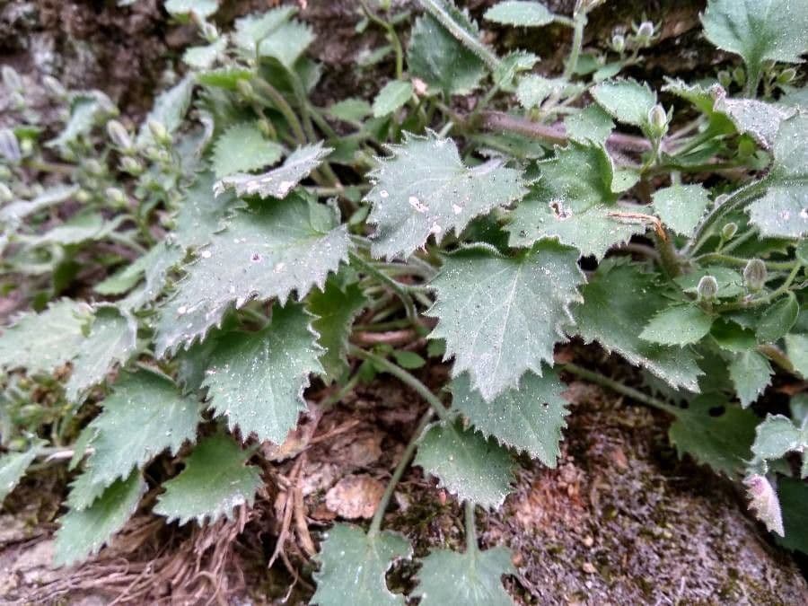 Campanula dell'Adriatico 8
