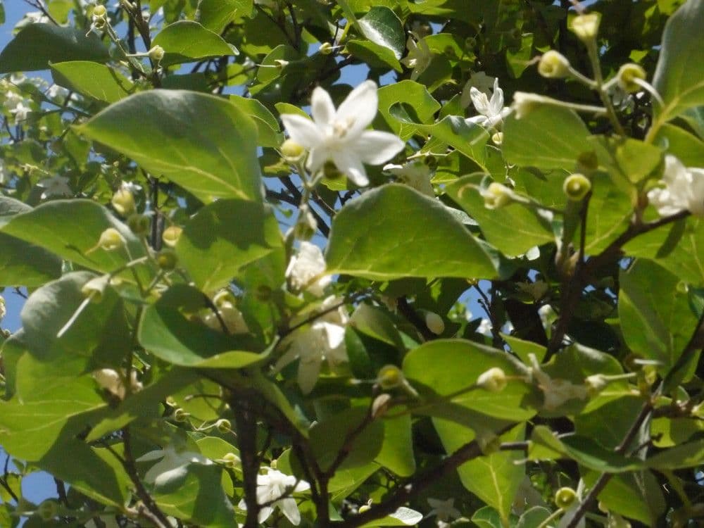 Styrax officinalis 26