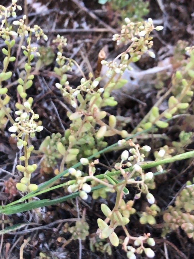 Sedum
